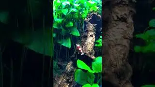GARDEN ANUBIAS PLANT NATURE RED CRYSTAL SHRIMP
