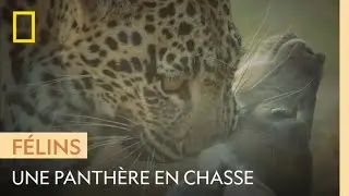 L'impressionnante chasse d'une panthère
