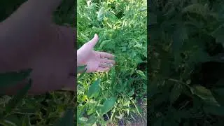Много томатов выросло😁 Лес из помидоры 🍅