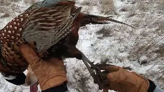 Light Cover, Heavy Presence of Pheasants - Private Land South Dakota (LIMIT)