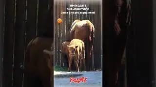 Поповнення у зубрів! Baby wisent :) #shorts