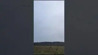 Гусиная охота.Такое бывает раз в 10сезонов.