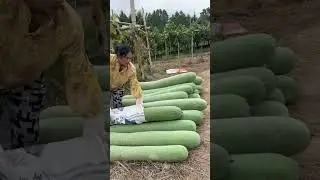 No way!! Can pumpkins be giant?