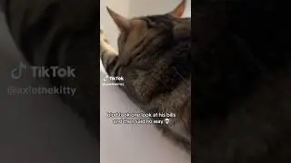 spreading the love & joy from tt to yall ! (credits: axlethekitty) #rizz #cute #tiktok #shortsfeed