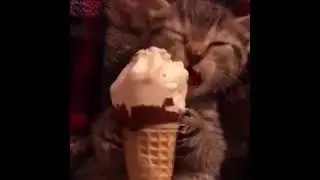 Котик и мороженое.