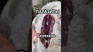 Добыли ЗАРАЖЕННОГО СЕЛЕЗНЯ ЧТО ДЕЛАТЬ?