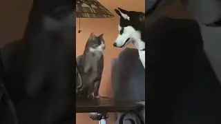 Если вас назвали мразью?😂😂😂,умора😂😂😂