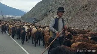 гусфанди Хожи Эшмирзо ва Рустам  дар рохи нохияи лахш 3 май 2022 г
