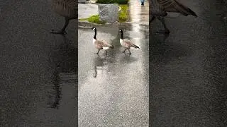 #paired #geese #rain