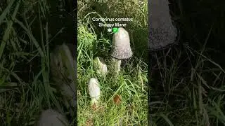 #coprinuscomatus