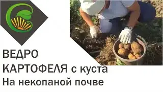 Ведро картофеля с куста на некопаной почве