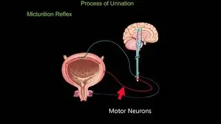 Micturition Reflex
