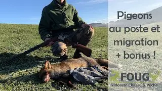 Chasse Palombes au poste et migration + 2 renards !