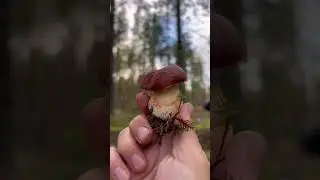 Боровики Карелии 1.09.2023 часть1