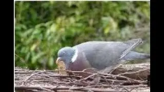 the nice pigeon 1 ,,,all animal channel