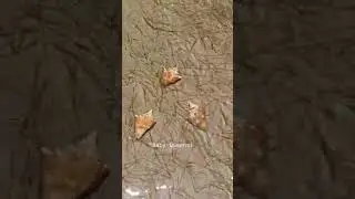 Found these Queen Conch on a clear kayak tour in Jupiter, FL