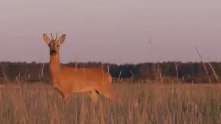 Hunt for deer. Part 1. The alluring male,and a decoy on the grouse