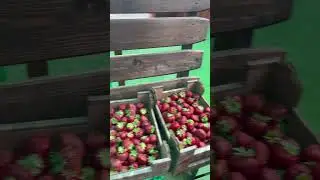 Карелия клубничная! Пробуйте!