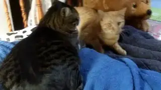 Tsu e Honda insieme sul tavolo!