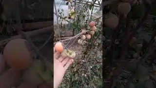 Хурма в теплиці, на сьогодні, Сумська обл.