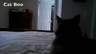 Cat Boo