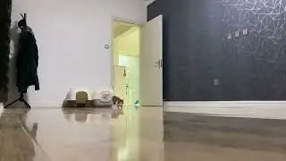 Cat drift