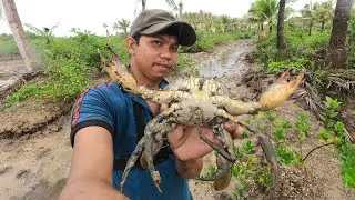 Raining - I Caught A Lot Of Huge Mud Crabs at Swamp after Water Low Tide | Solo Fishing