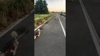Самокат катится с горки Сам ) НИКТО НЕ ПОСТРАДАЛ 👌🏻🫶🏻
