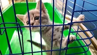 Почему КОТЕНОК МАКС в КЛЕТКЕ? Что делать - Путешествие и животные.