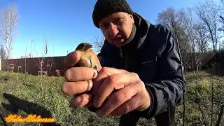 Ловля певчих птиц - Выход между прочим.