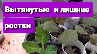 Gloxinia needs to be shaped from the beginning of growth. I remove and trim boldly.