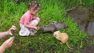 Nutria in the wild