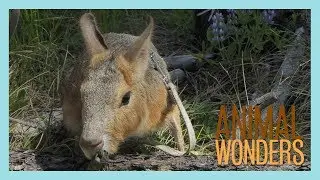 Hangout with Chili Pepper the Patagonian Cavy