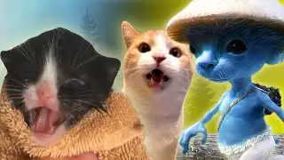 Meme Cats x We live we love we lie