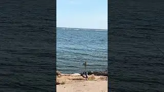 Мыс Рыбака. Самое клевое место #рыбалка #carpfishing #carp