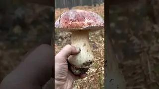 КРУПНЫЕ БОРОВИКИ