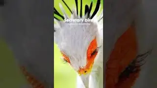 HEWAN PALING CANTIK DI DUNIA 
