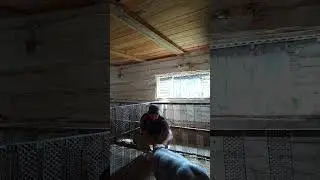 #деревня# жизнь крестьянская#поросята#