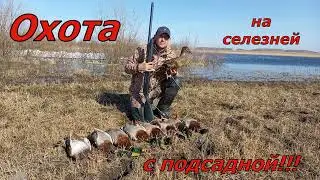 Охота с подсадной на селезня!