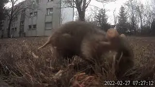 Did this wild hamster survive the winter?