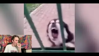YOU LAUGH YOU LOSE CHALLENGE! Each Laugh = 1 Rip!