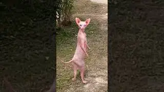 Patli kamariya Billi Dance 😻😺 