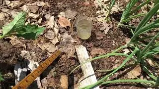 2020.06.21 Vegetable Garden Update: Tomato Weather