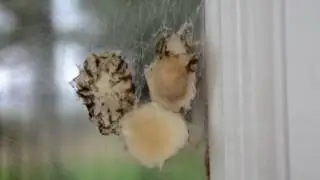 Dissecting Spiders Egg Sac