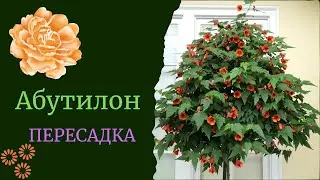 Пересадка комнатных цветов/Абутилон