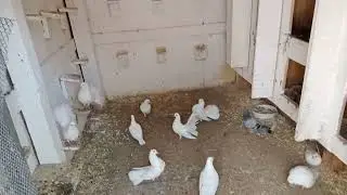 Жара не помеха голубям!