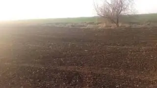 Горчица желтая состояния на 30.03. 2017 р.