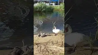 Лебединая семья на берегу реки Анапки в Анапе