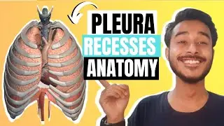 Recesses of pleura anatomy | Pleural recesses anatomy | recess of pleura anatomy