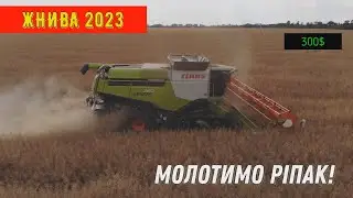 Уборка Рапса 2023! Комбайн CLAAS LEION 750!